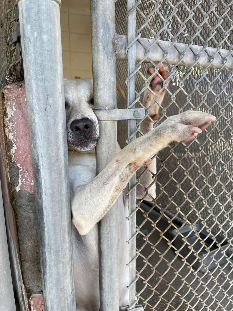 shelter dog