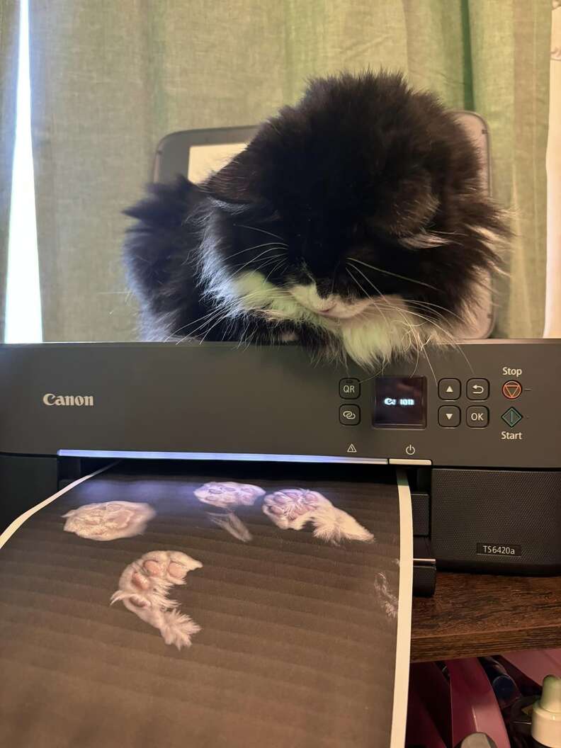 cat paws