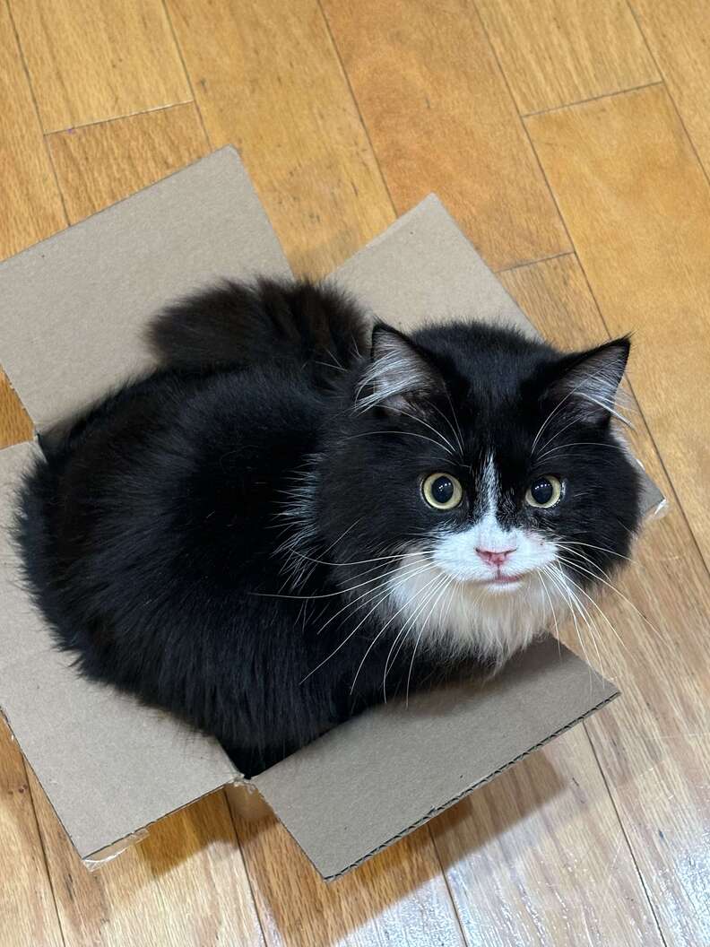 cat