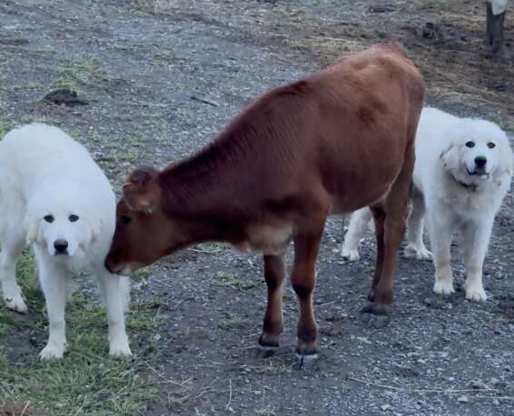 Dog on either side of small cow