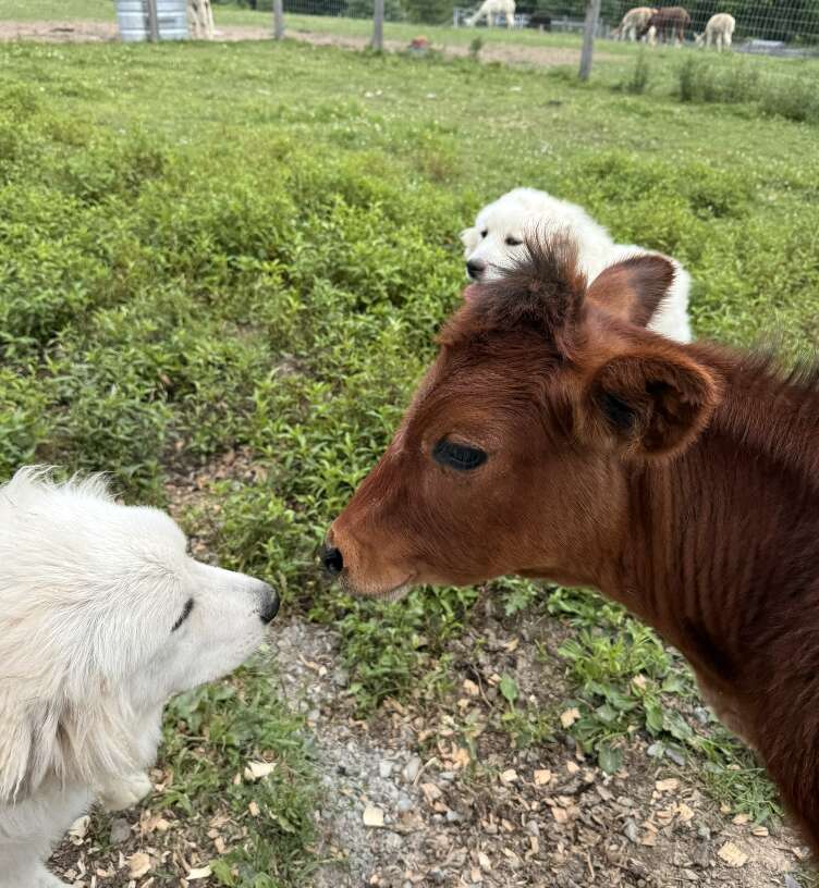 Cow with two white dogs
