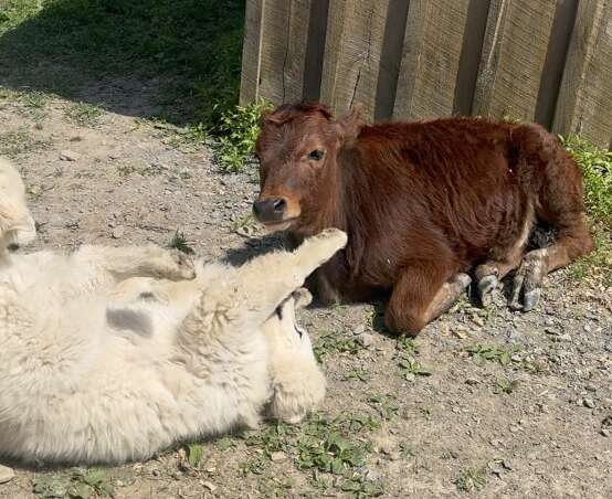 White dogs with orange small cow