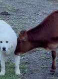 Rescued Baby Cow Doesn’t Go Anywhere Without His Two ‘Bodyguards’