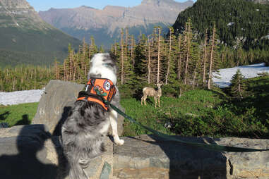 a border collie with an orange vest looks at a bighorn ram