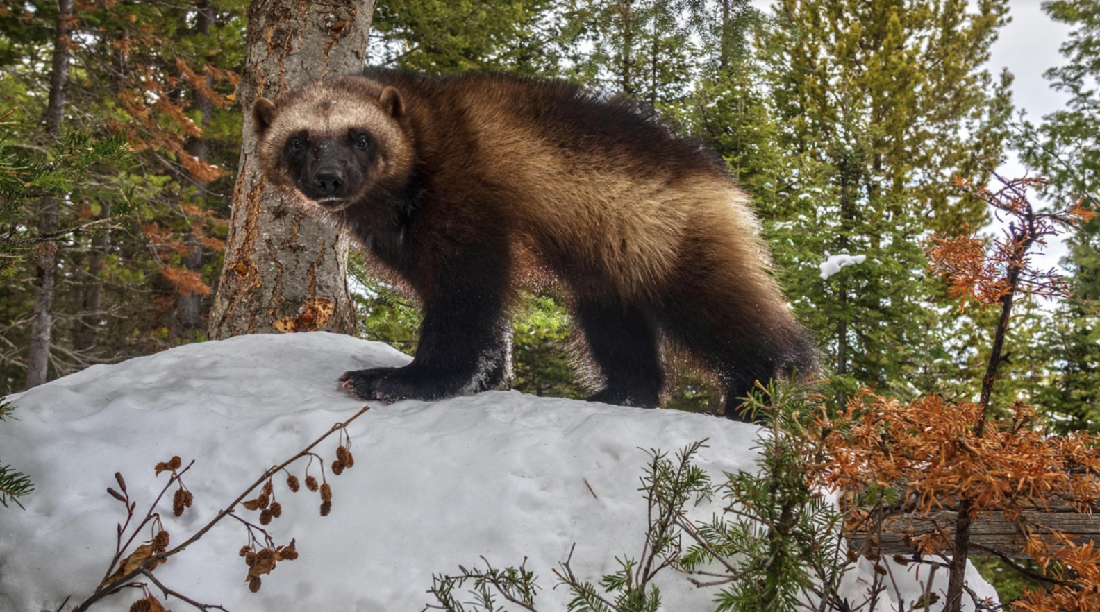 Man Runs Outside When He Sees ‘Exceedingly Rare’ Animal Sprinting Down ...