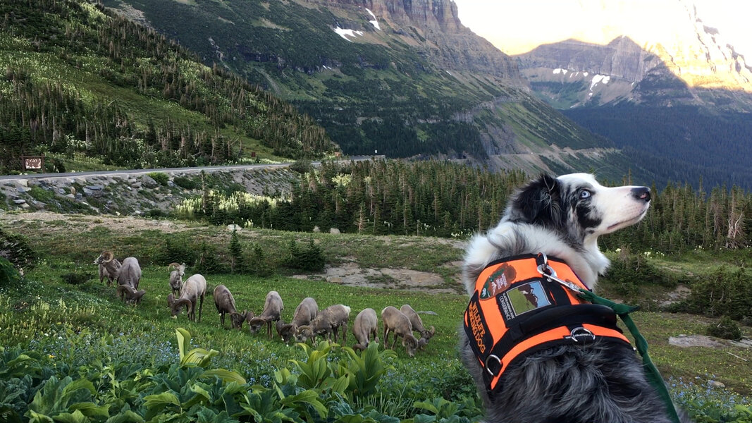 BARK Rangers are Working Dogs That Keep National Parks Safe - Thrillist