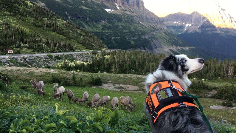 a border collie looks behind her while bighorn sheep graze