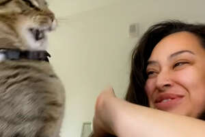 Cat Loves Smacking Mom During Makeup Routine