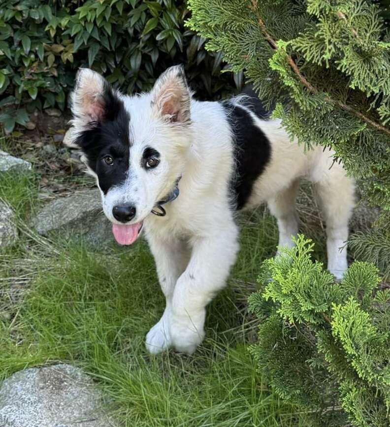 puppy in the grass
