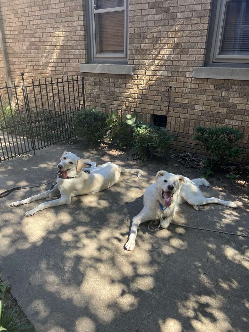 shelter dog goes home