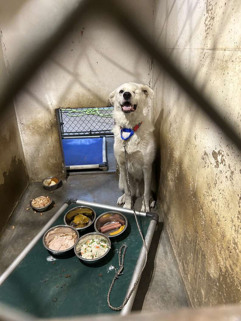 Video Shows Puppy When He First Arrived At Shelter — And 432 Days Later