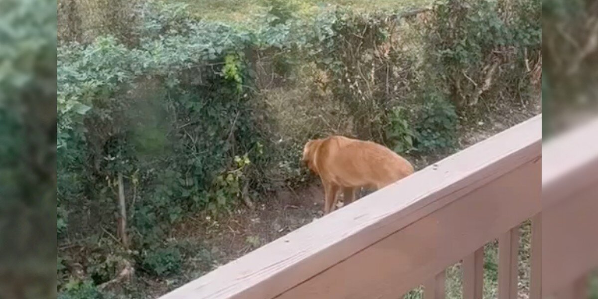 Couple Finds A Gap In Their Fence's Ivy — Then Discover Sweet Reason Why