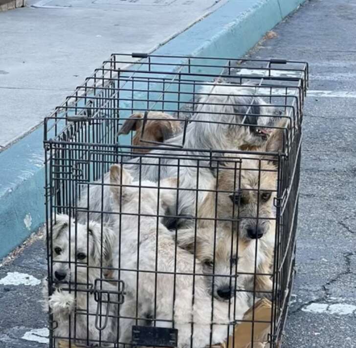 Seven dogs crammed in small cages