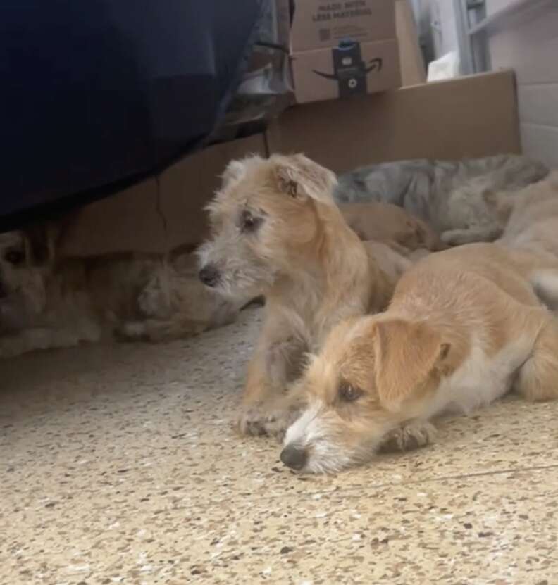 Dogs sitting on floor next to food bowl