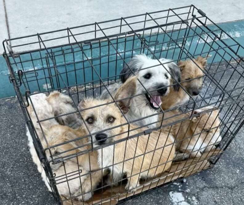 7 Dogs crammed in small cage