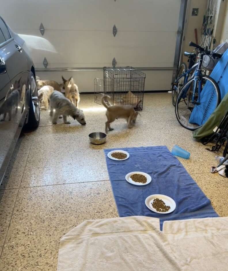 Woman Running Errands Spots 7 Dogs Crammed Together In Tiny Cage