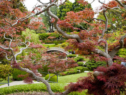 The Huntington Botanical Gardens