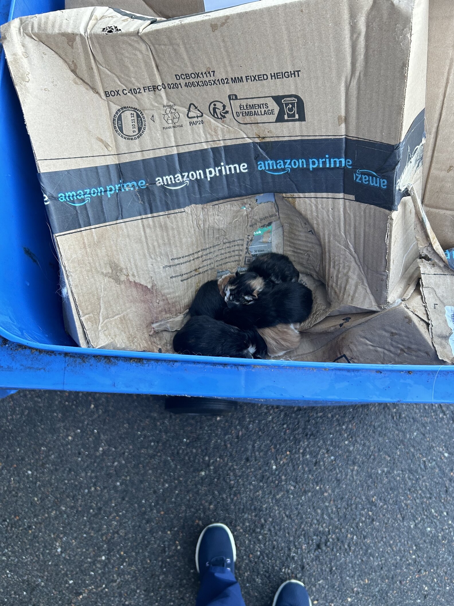 Trash Collectors Stop Short When They Notice Tiny Family Inside Bin ...