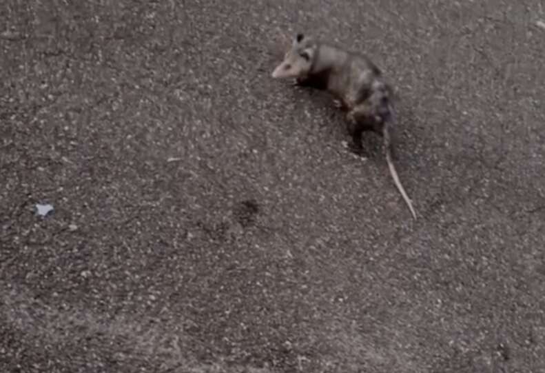 Opossum walking on road