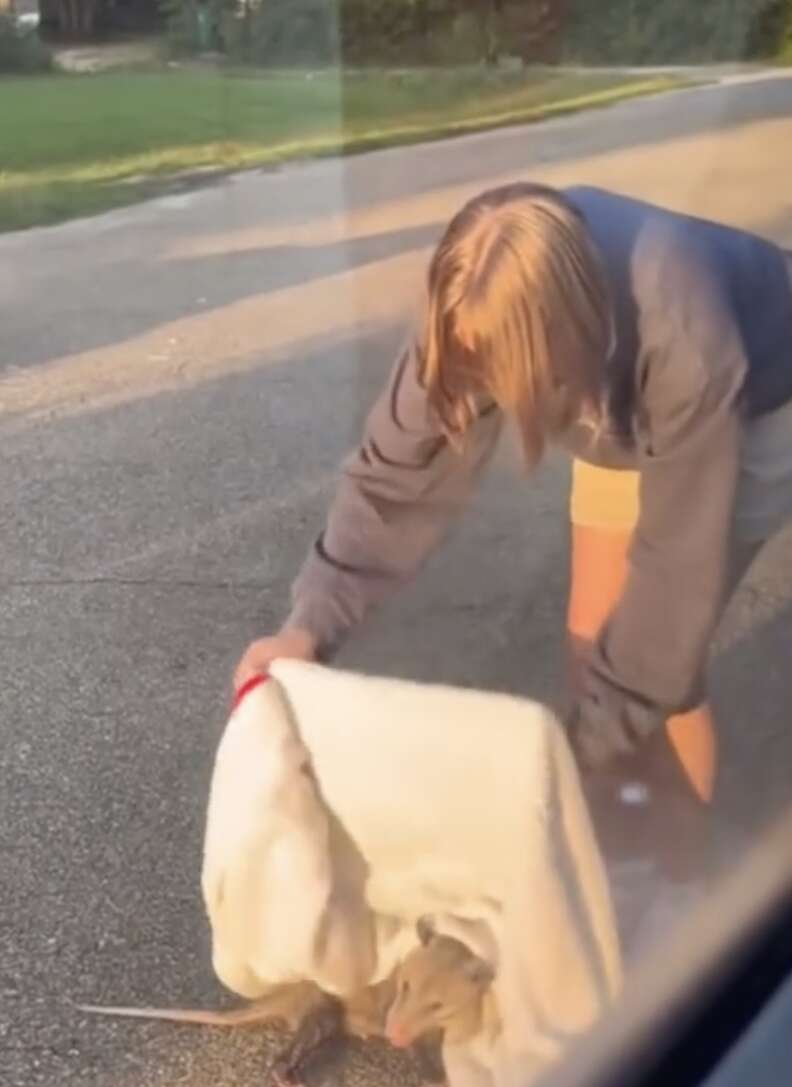 Girl picking up opossum in blanket