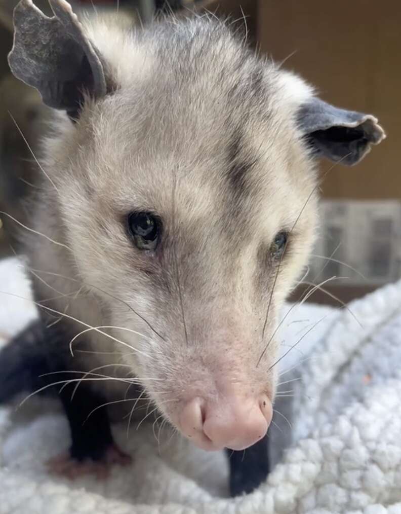 Older opossum on blanket
