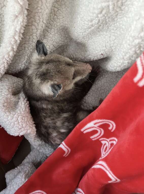 Opossum wrapped in blankets