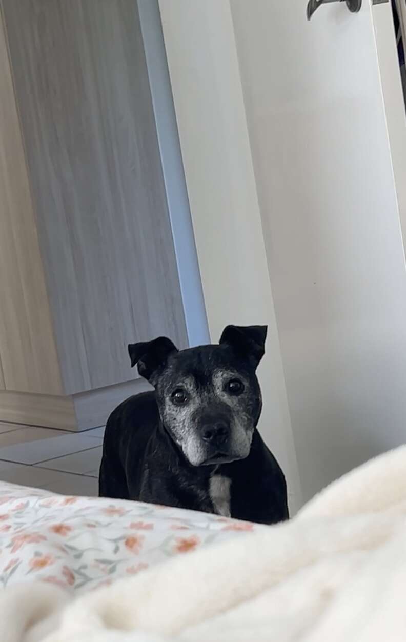 senior pittie