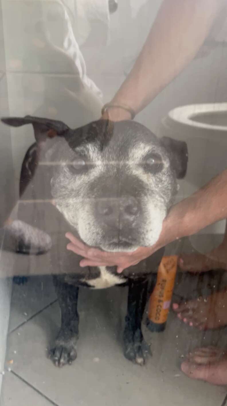 senior pittie