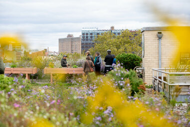Kingsland Wildflowers Green Roofs