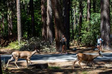 yosemite national park wildlife