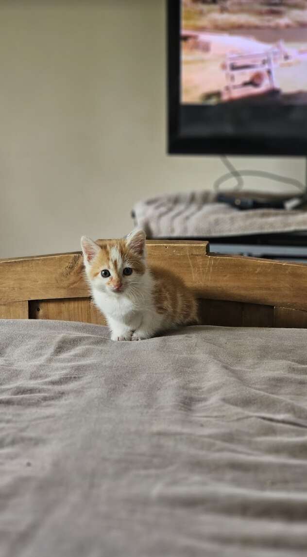 Orange kitten on bed