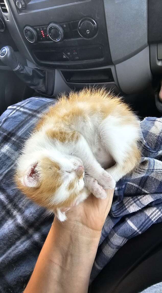 Tiny orange kitten curled up on hand