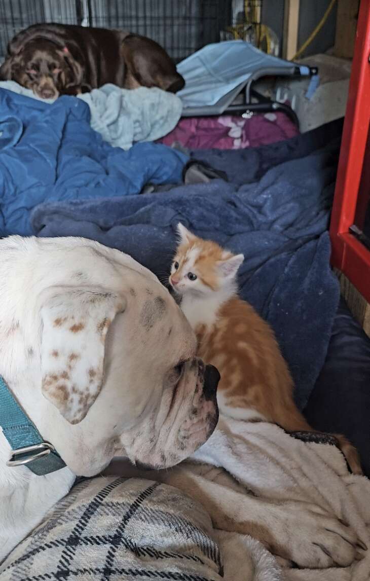 Orange kitten surrounded by big dogs