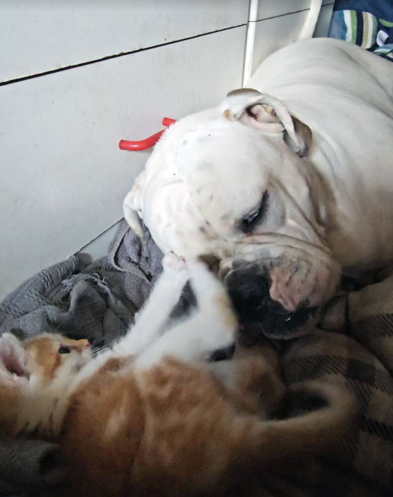 Orange cat playing with dog