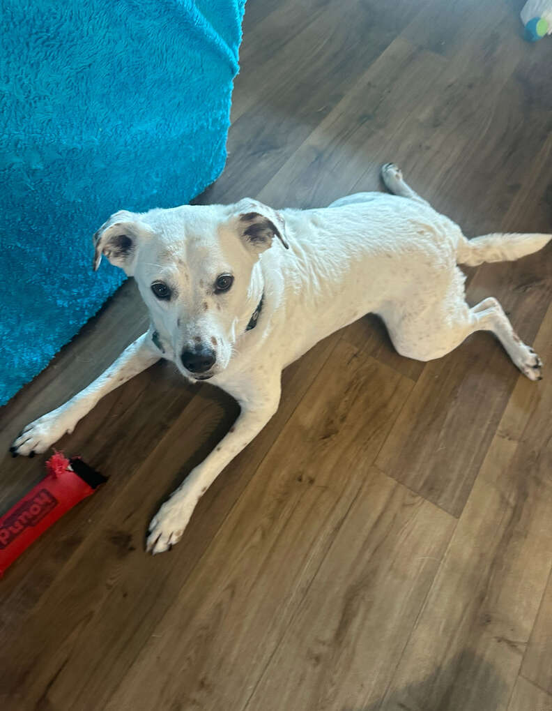 dog