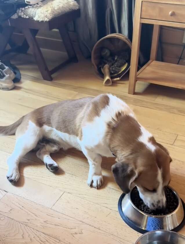 Dog eating food on floor