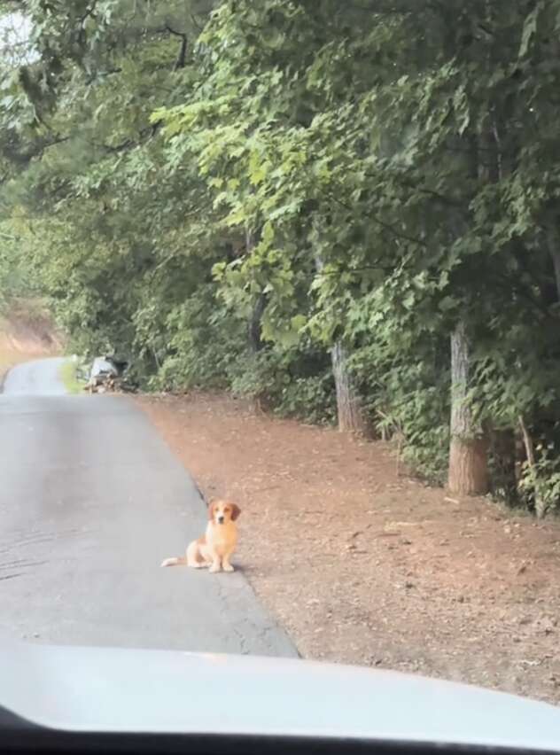 Dog sitting on road