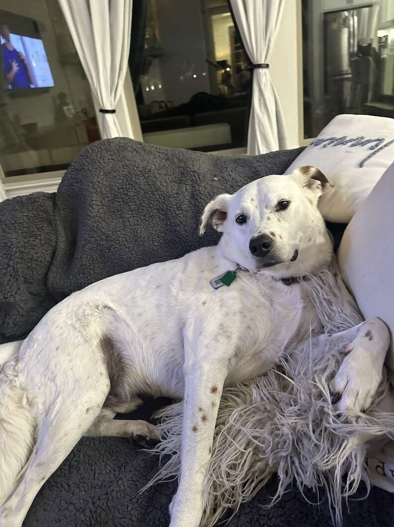 dog on couch