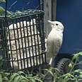 Woman Sets Up Bird Feeder And Attracts An Extremely Rare Visitor