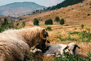 sheep resting on bosnian hill