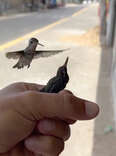 Guy Rescues A Little Hummingbird — Then Realizes That She's Not Alone