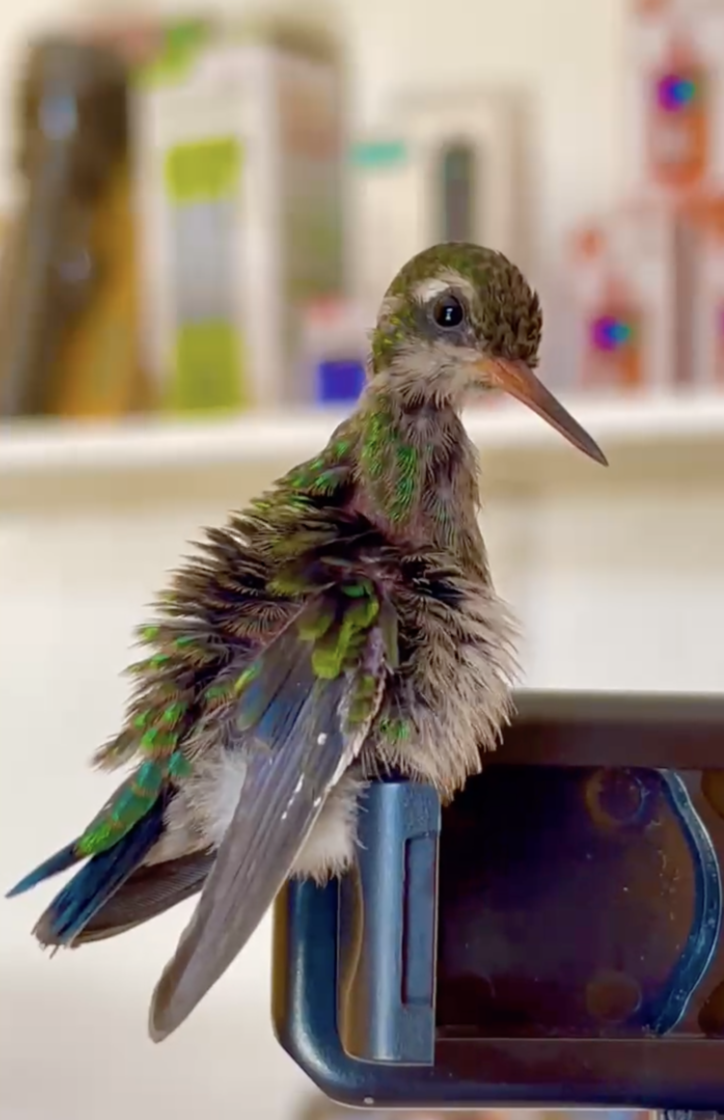 Guy Rescues A Little Hummingbird — Then Realizes That She's Not Alone ...