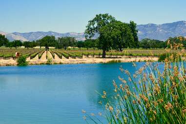 firestone winery in santa barbara wine country in california