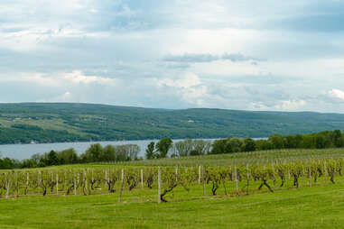 seneca lake vineyard in the finger lakes wine country in upstate new york