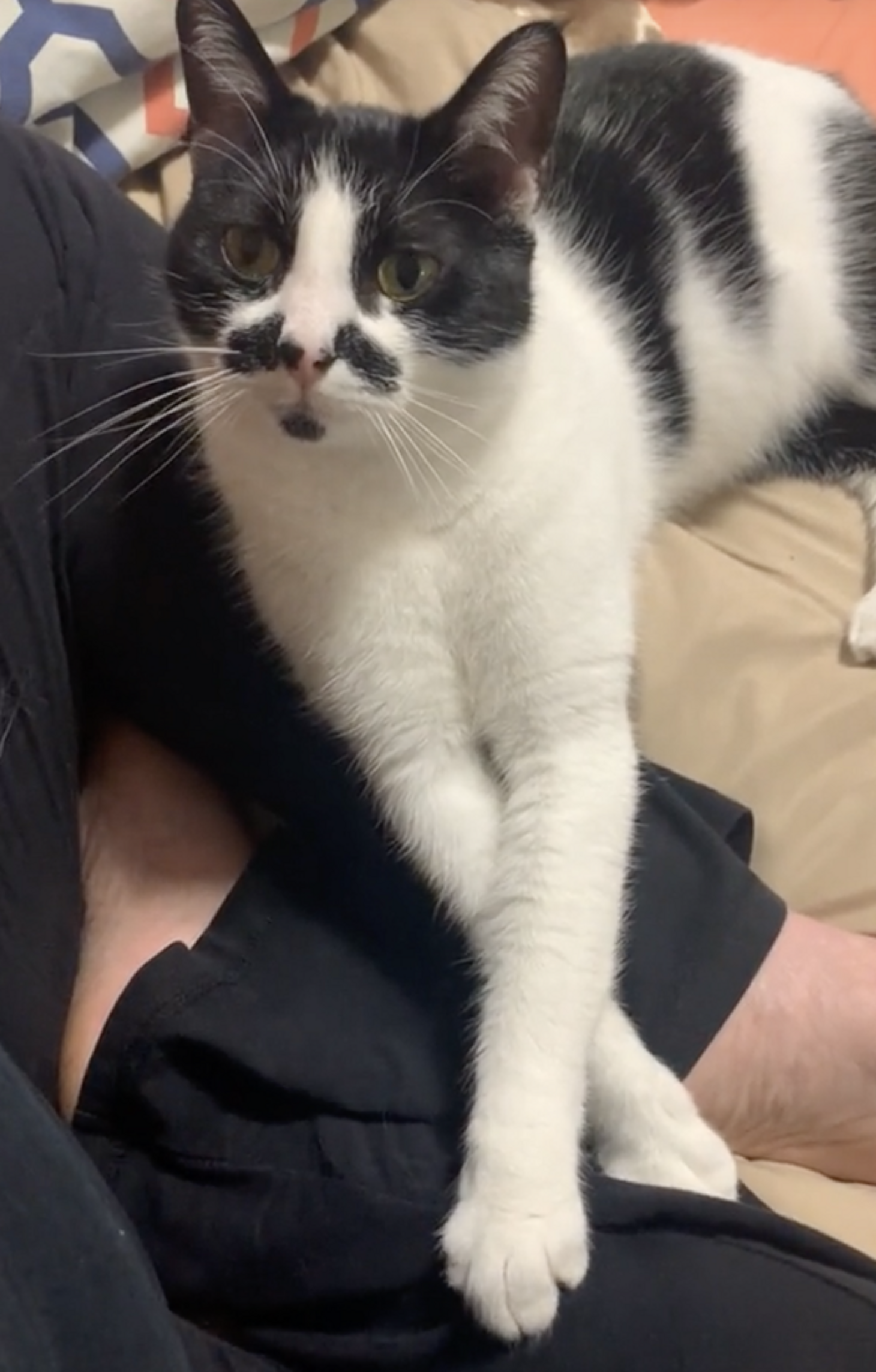 Grieving Cat Sits On Late Best Friend’s Bed, Wondering Where He Went ...