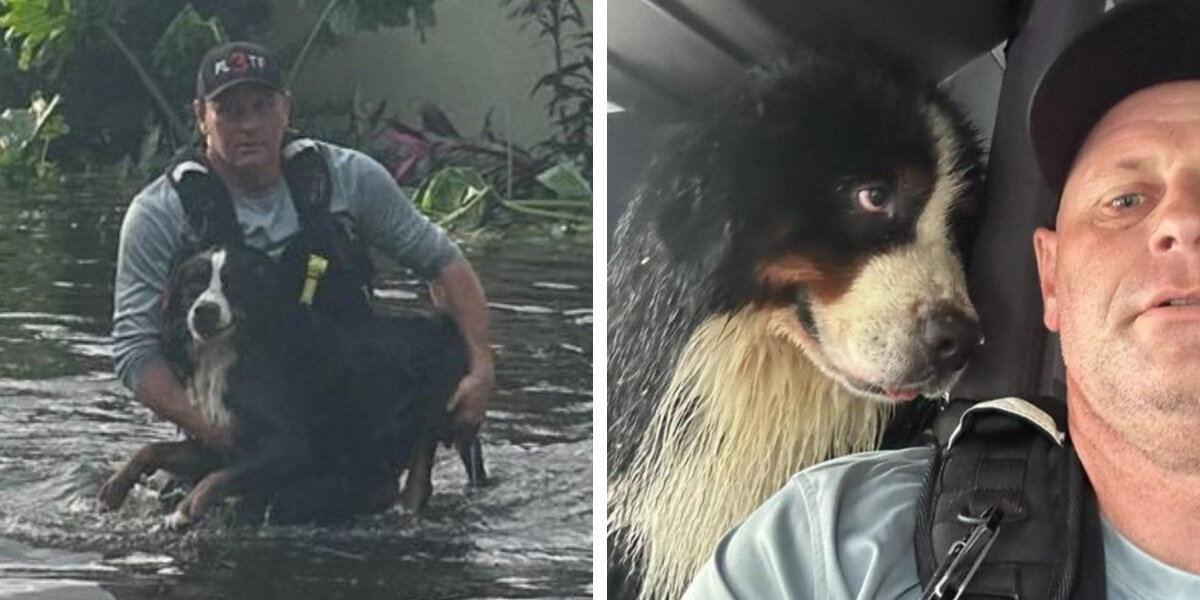 Dog's 'Eyes Say It All' After Dramatic Rescue From Hurricane Floodwaters