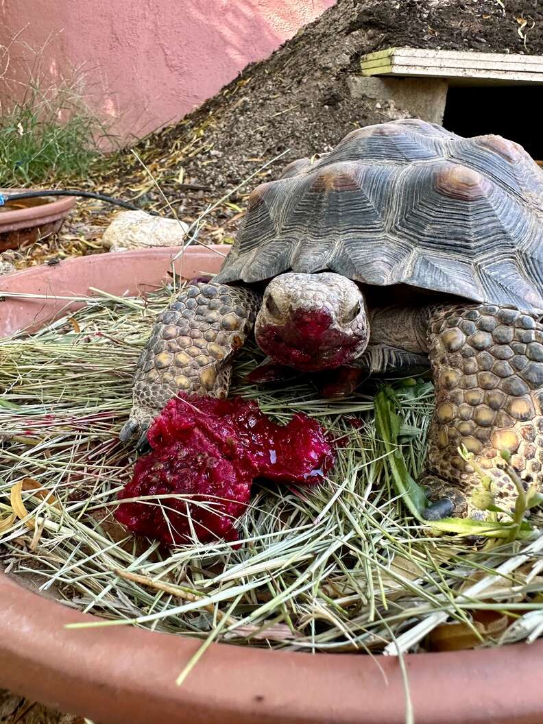 tortoise