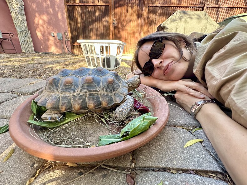 tortoise