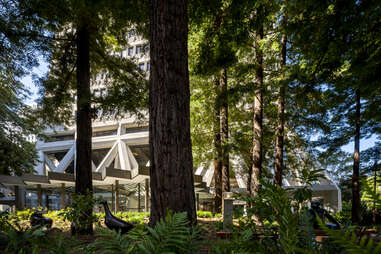 trees at the renovated transamerica pyramid in downtown san francisco