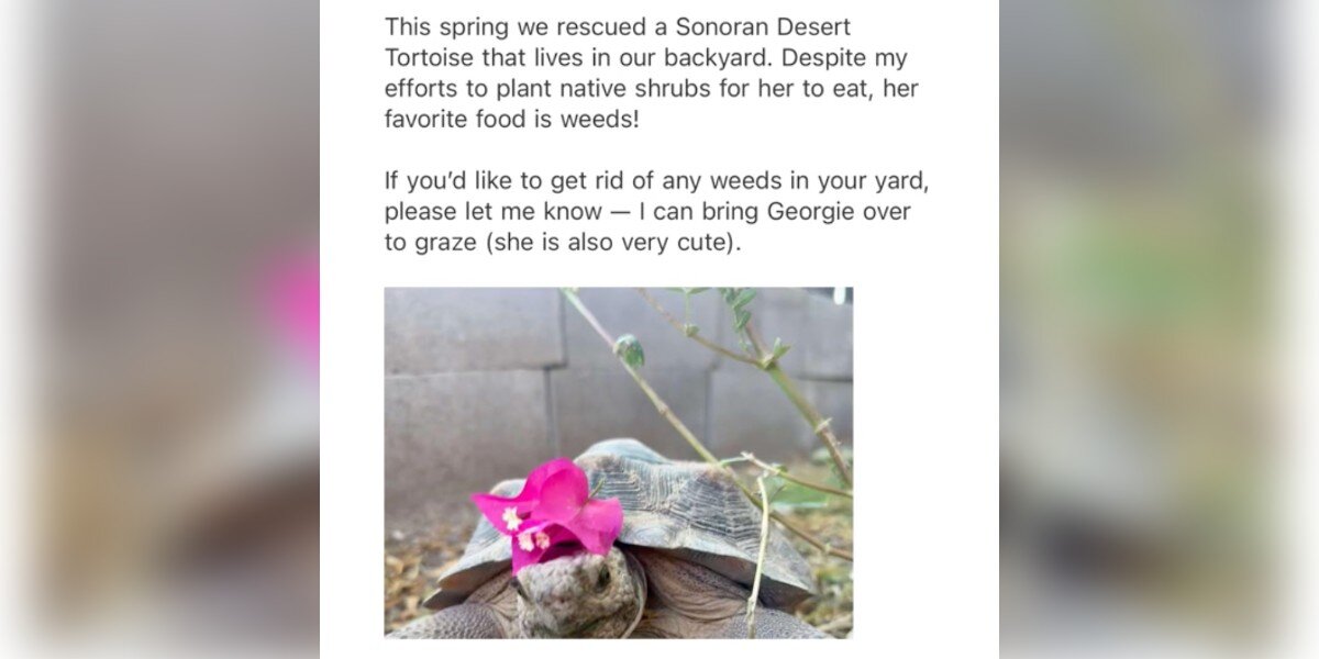 Woman Emails Neighbors About Her Tortoise's New Business